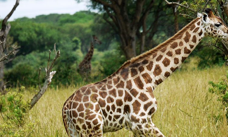Murchison Falls Wildlife Safaris