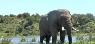 Wildlife in Murchison Falls