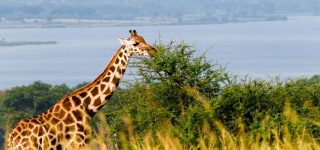 Best Area for Wildlife Viewing in Murchison Falls