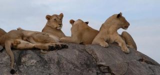 Big Five Game Animals