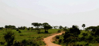 Buligi Game Tracks