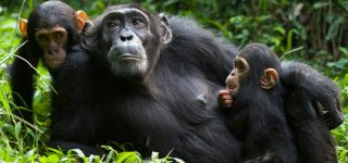 Chimpanzee Tracking