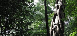 Kaniyo Padibi Forest
