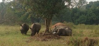 Ziwa Rhino and Wildlife Rach