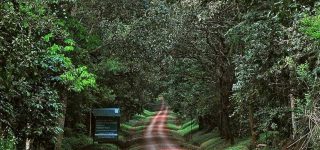 budongo forest