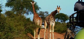 Attractions in Murchison Falls National Park
