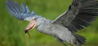 Birding Safaris