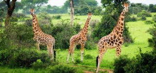 Murchison falls national park itinerary