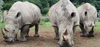 The white Rhinos at Ziwa Rhino Sanctuary