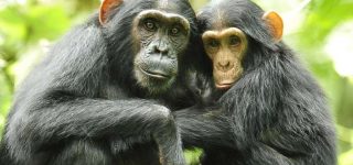 chimpanzee tracking in budongo forest
