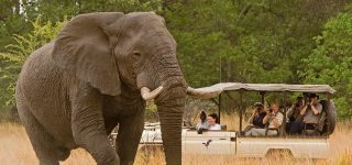 African Safari tour