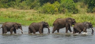 Animals
