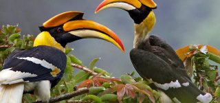 Birding