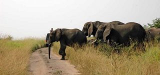 Buligi game reserve