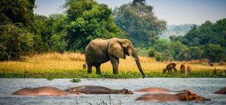 Uganda Wildlife Safaris