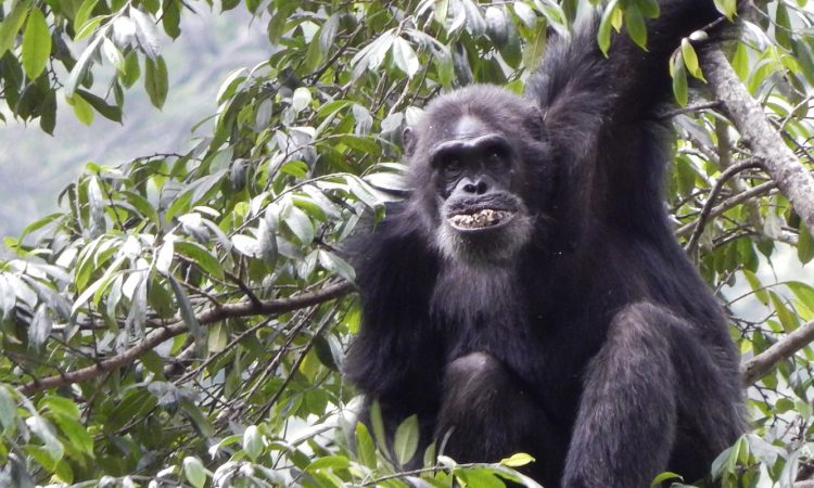 12 Days Explore Rwanda Safari