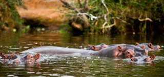 Explore Mburo National Park