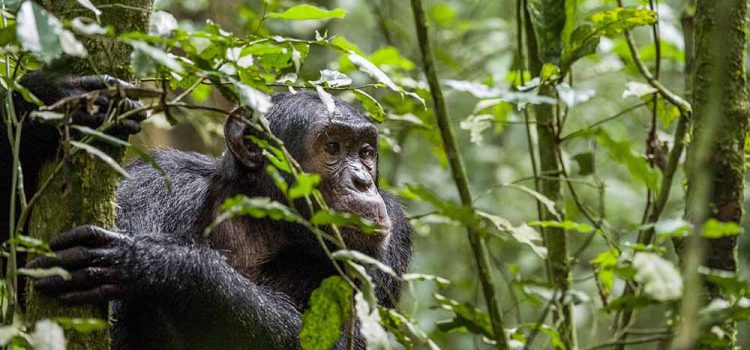 Chimpanzee Filming Tour In Budongo Forest 