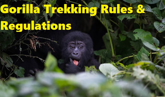 Rules and regulations for Gorilla trekking