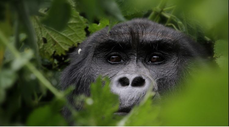 7 Days Uganda wildlife and primates safari