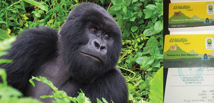 Uganda Gorilla Trekking