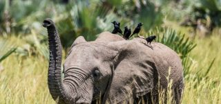11 days gorilla trekking safari
