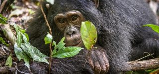 Top Things to do in Kibale National Park 