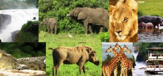 Top things to do after gorilla trekking in Uganda
