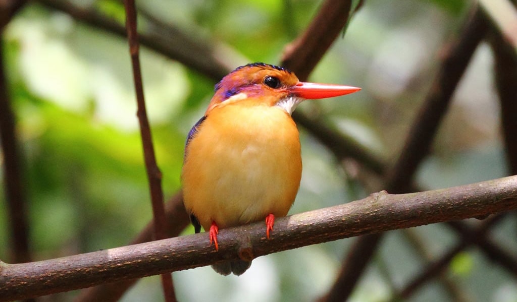 Kabwoya Wildlife Reserve