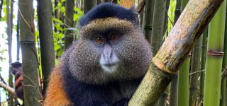 19 Days Uganda Safari Adventure