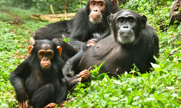 Chimpanzee Trekking in Kibale national park | Uganda Safaris | Uganda