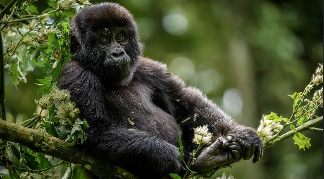 Gorilla families in Uganda