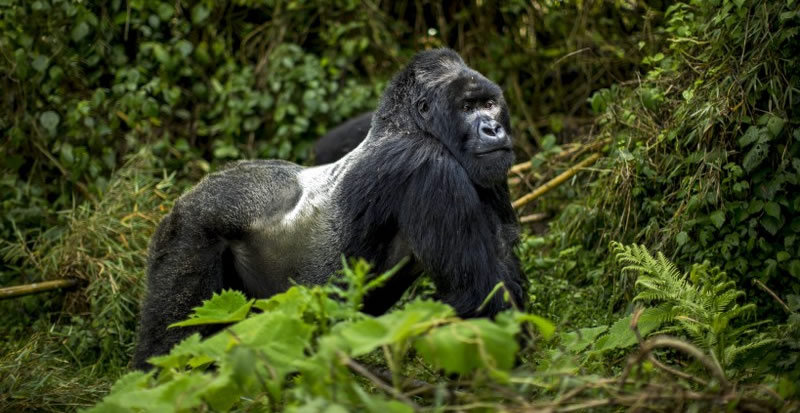 Luxury gorilla trekking safari in Uganda
