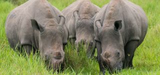 12 Days Uganda birding and wildlife safari
