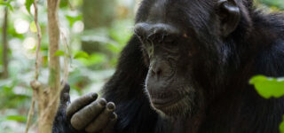Chimpanzees in Budongo forest