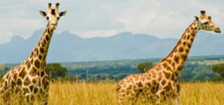 Giraffes and their habitats