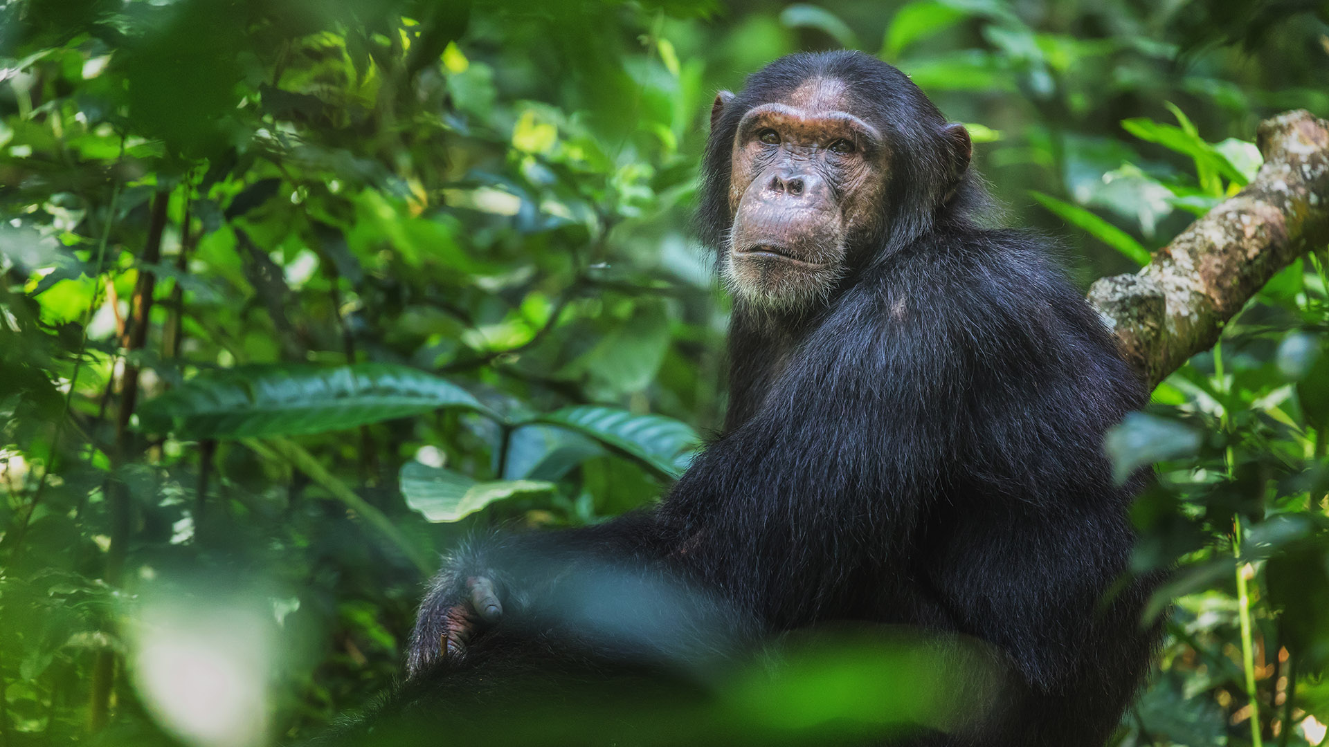 3 Days Nyungwe National Park Safari | Rwanda Chimpanzee Tour